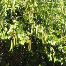 Hạt Bồ Mễ - Tuyết Liên Tử