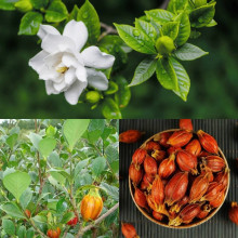 Quả Dành Dành 500g