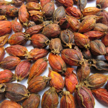 Quả Dành Dành 500g