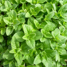 Lá kinh giới Oregano khô 50g