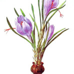 Nhụy hoa nghệ tây 1g
