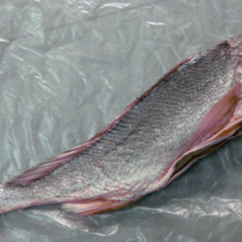 0181_CaSuuMan.JPG