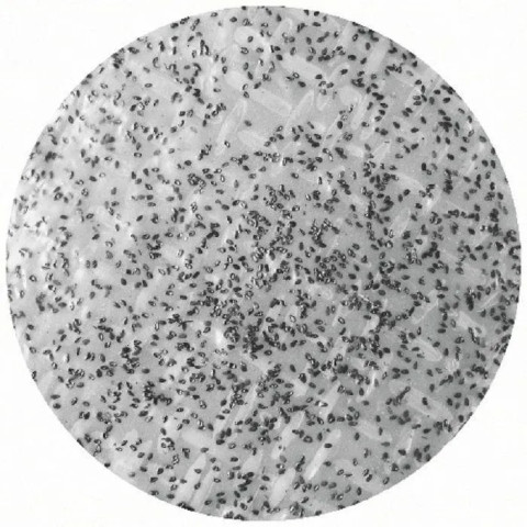 Bánh tráng mè đen xấp 50 cái