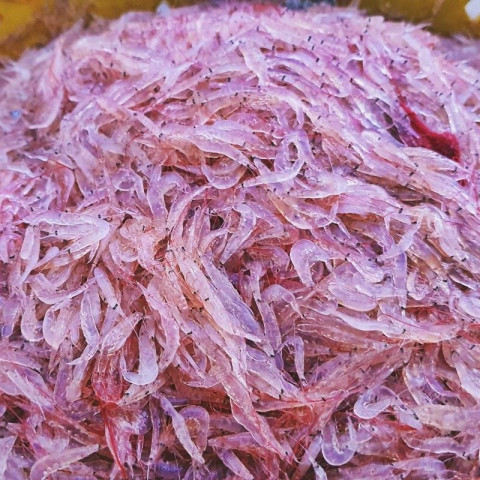 Ruốc đỏ khô