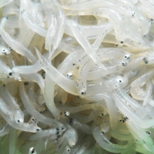 Khô cá cơm trắng